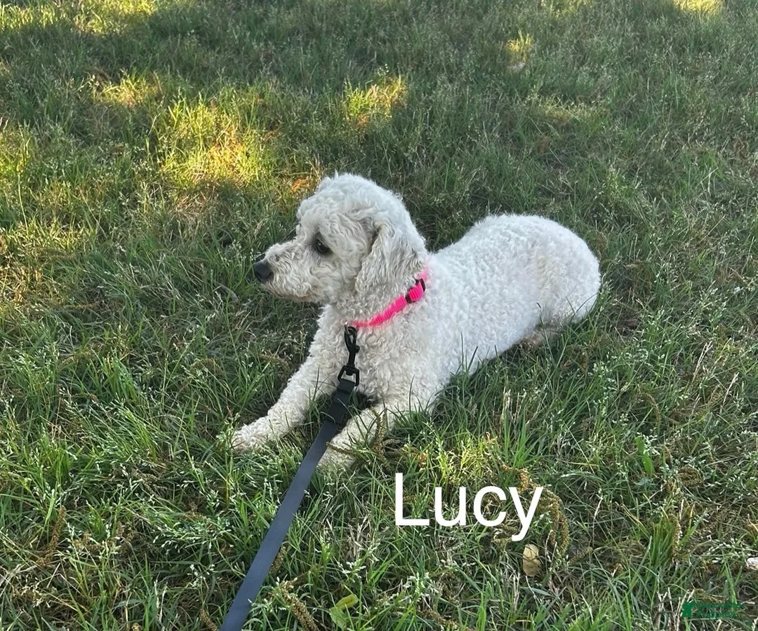 Bichon Frise dogs for sale: Bichon Frise 1 - Ad 4