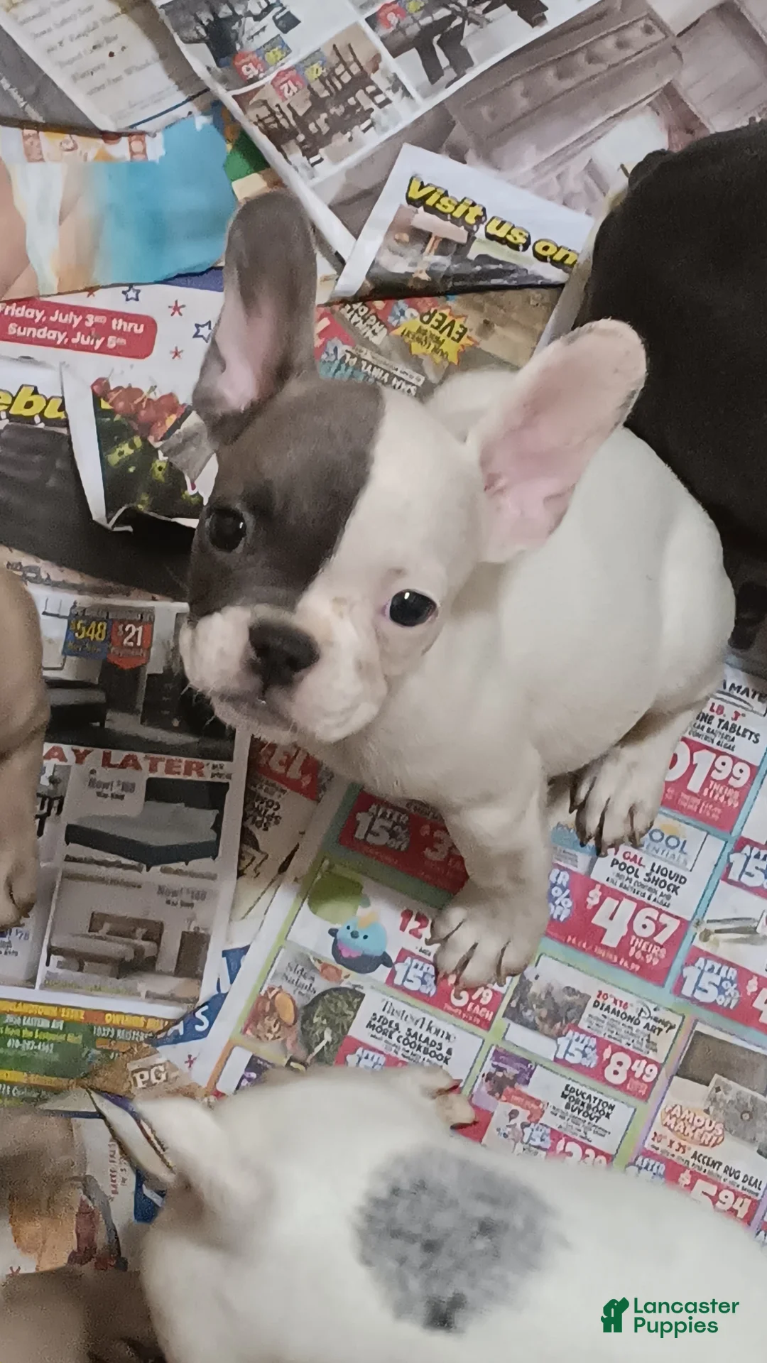 French Bulldog dogs for sale: Facee - Ad 2