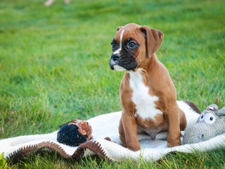 Boxer dogs Roger - Ad 37