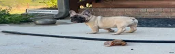 French Bulldog dogs for sale: Pete - Ad 11