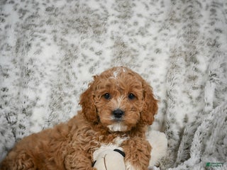 Cavapoo dogs Sabina - Ad 30