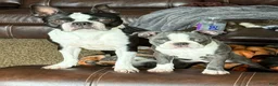 Boston Terrier dogs for sale: Boston Terrier 3 - Ad 4