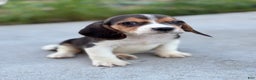 Beagle dogs for sale: Duke - Ad 8
