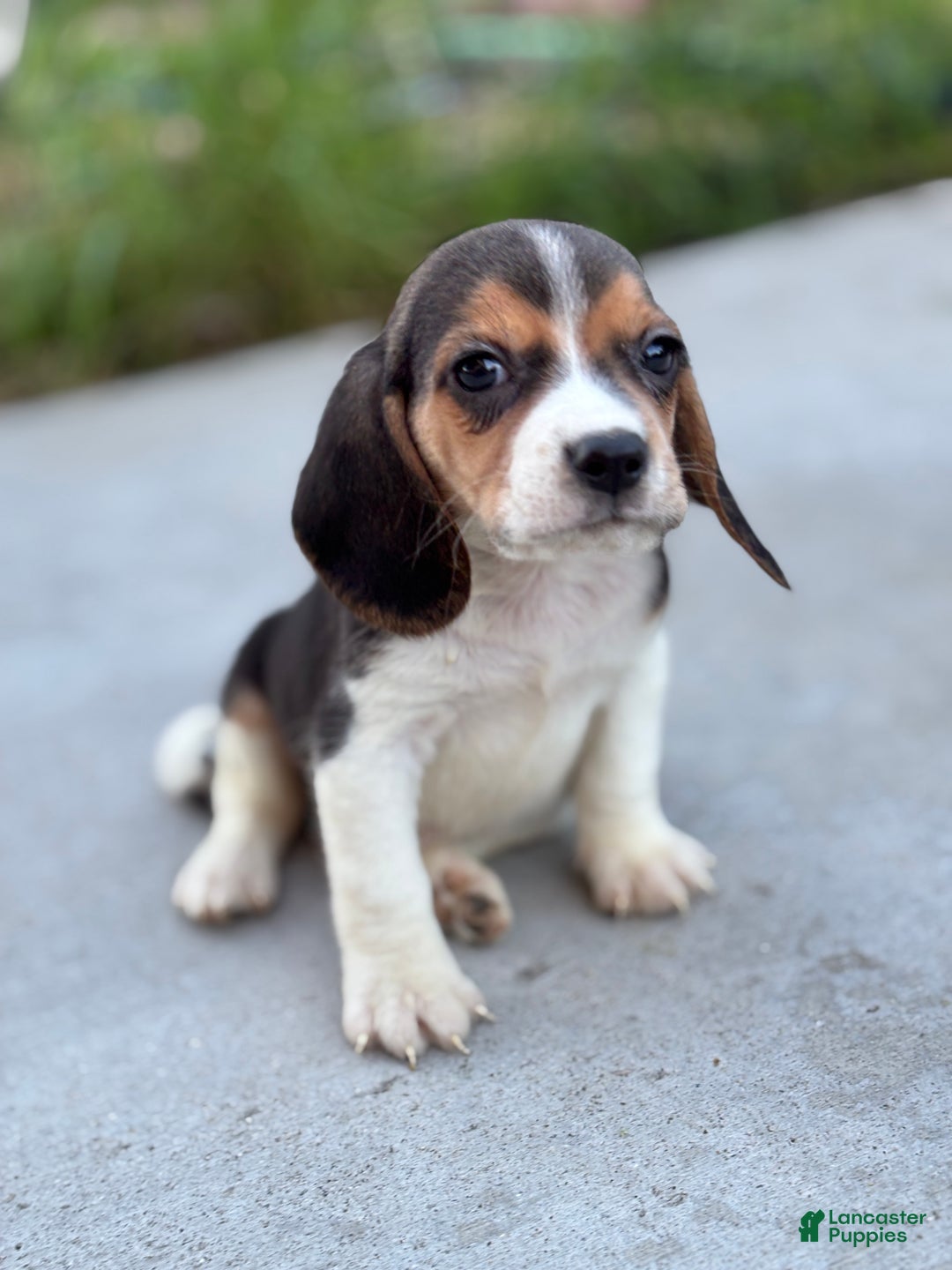 Beagle dogs for sale: Duke - Ad 8
