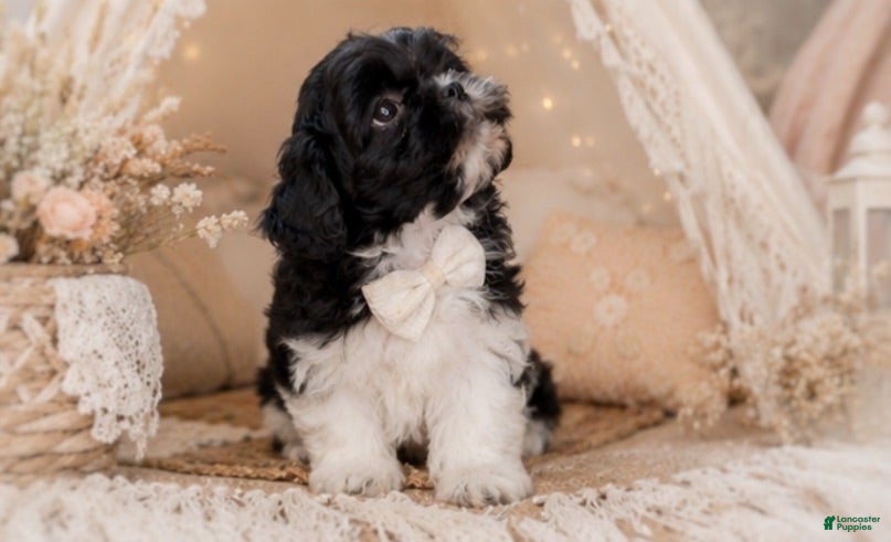 Malshi dogs Harlow - Ad 2