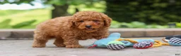 Miniature Poodle dogs for sale: Karter - Ad 4