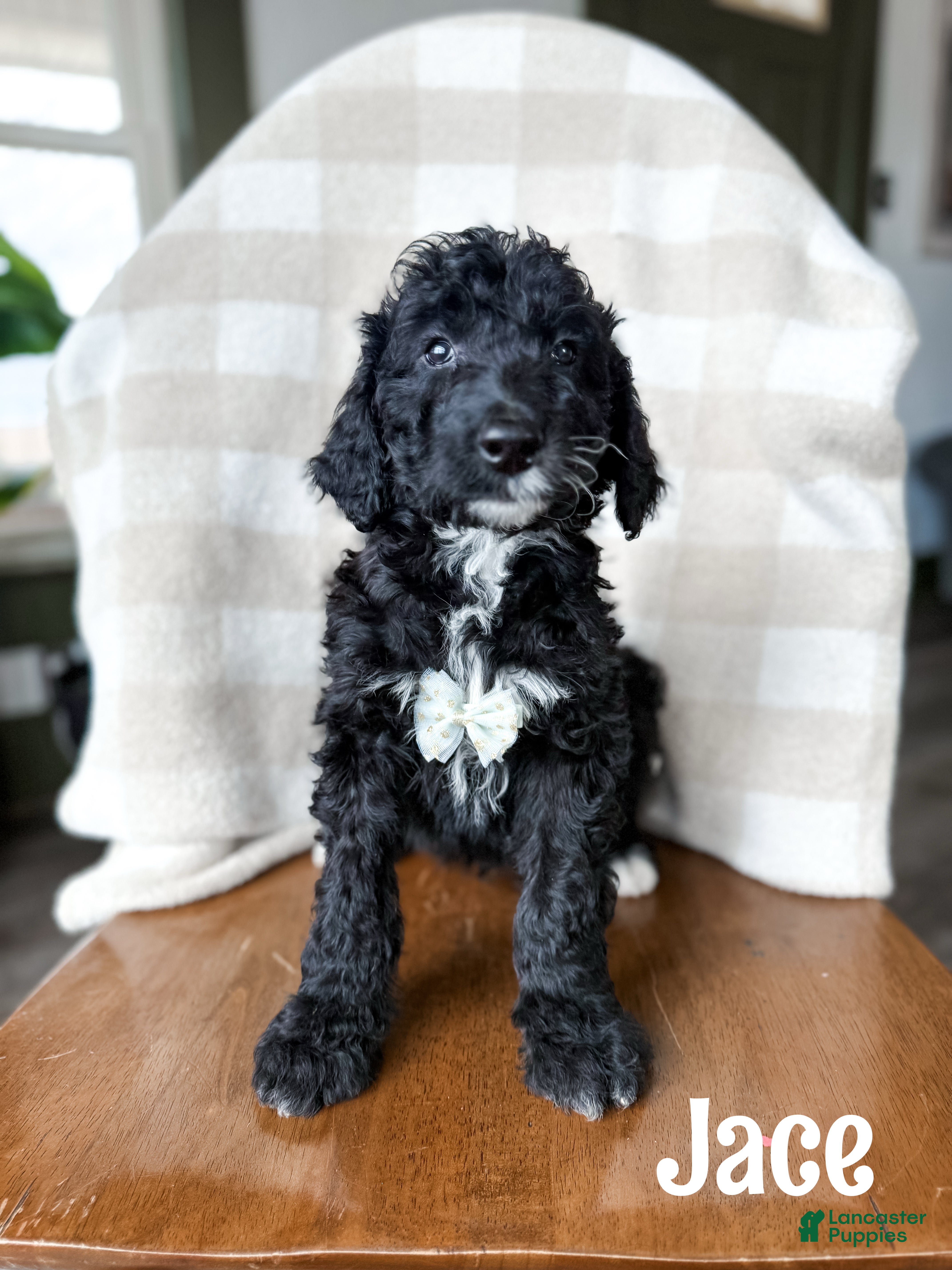 Aussiedoodle dogs Jace - Ad 23