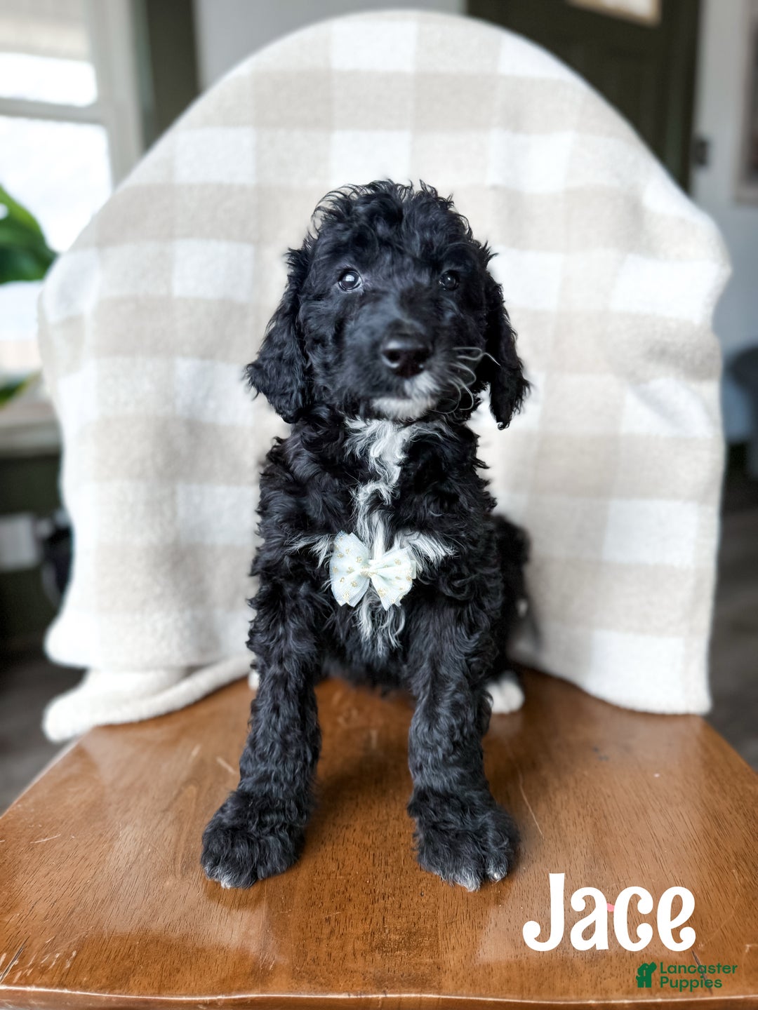 Aussiedoodle dogs for sale: Jace - Ad 1