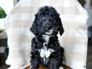 Aussiedoodle dogs Jace - Ad 14
