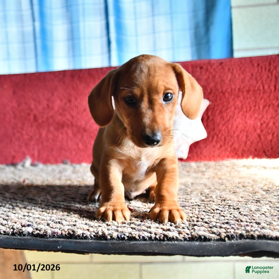 Mixed Breed dogs Chuck - Ad 1