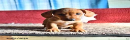 Mixed Breed dogs for sale: Chuck - Ad 1