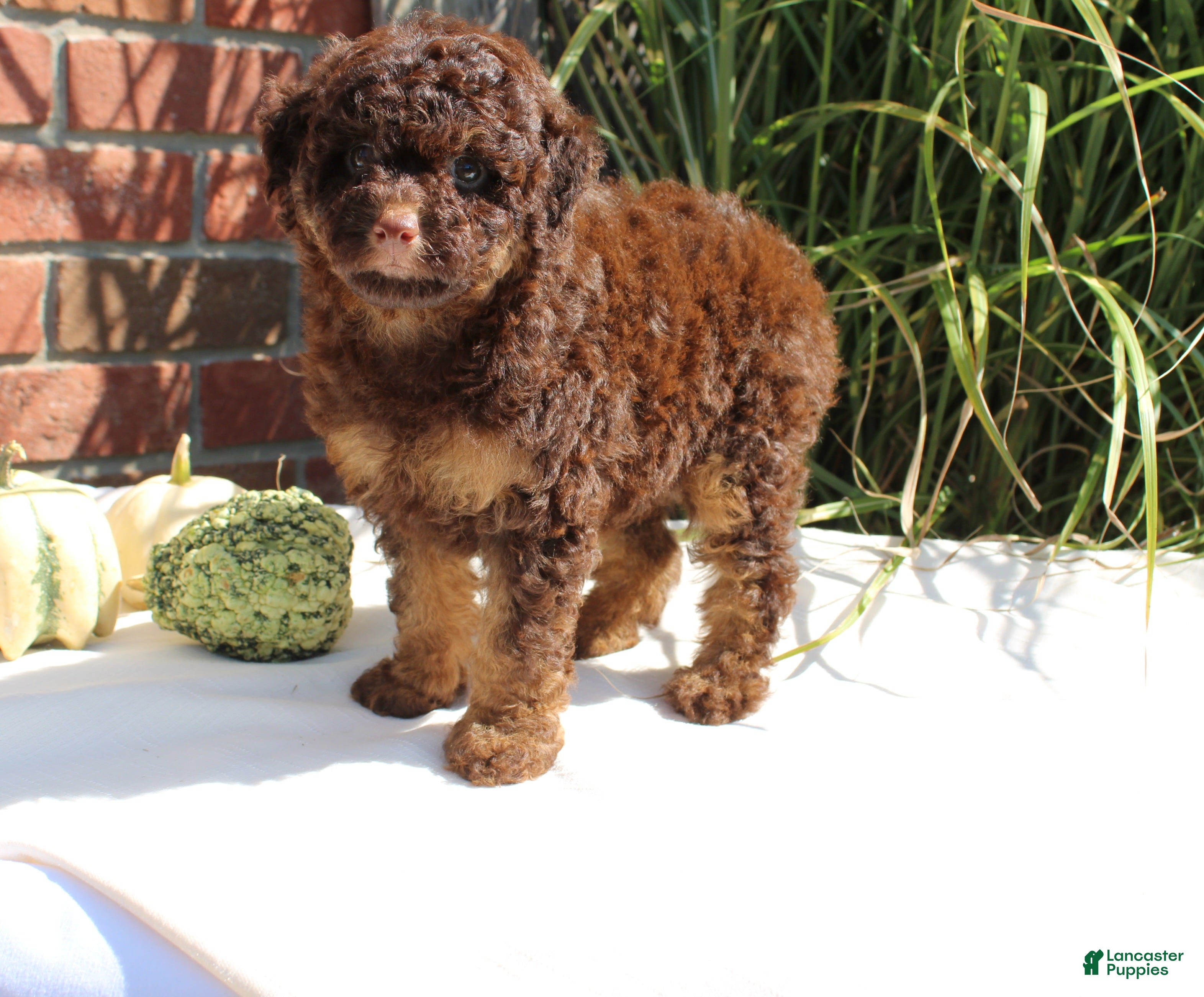 Miniature Poodle dogs Suzy - Ad 2