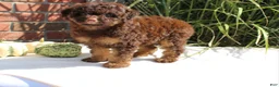 Miniature Poodle dogs for sale: Suzy - Ad 2
