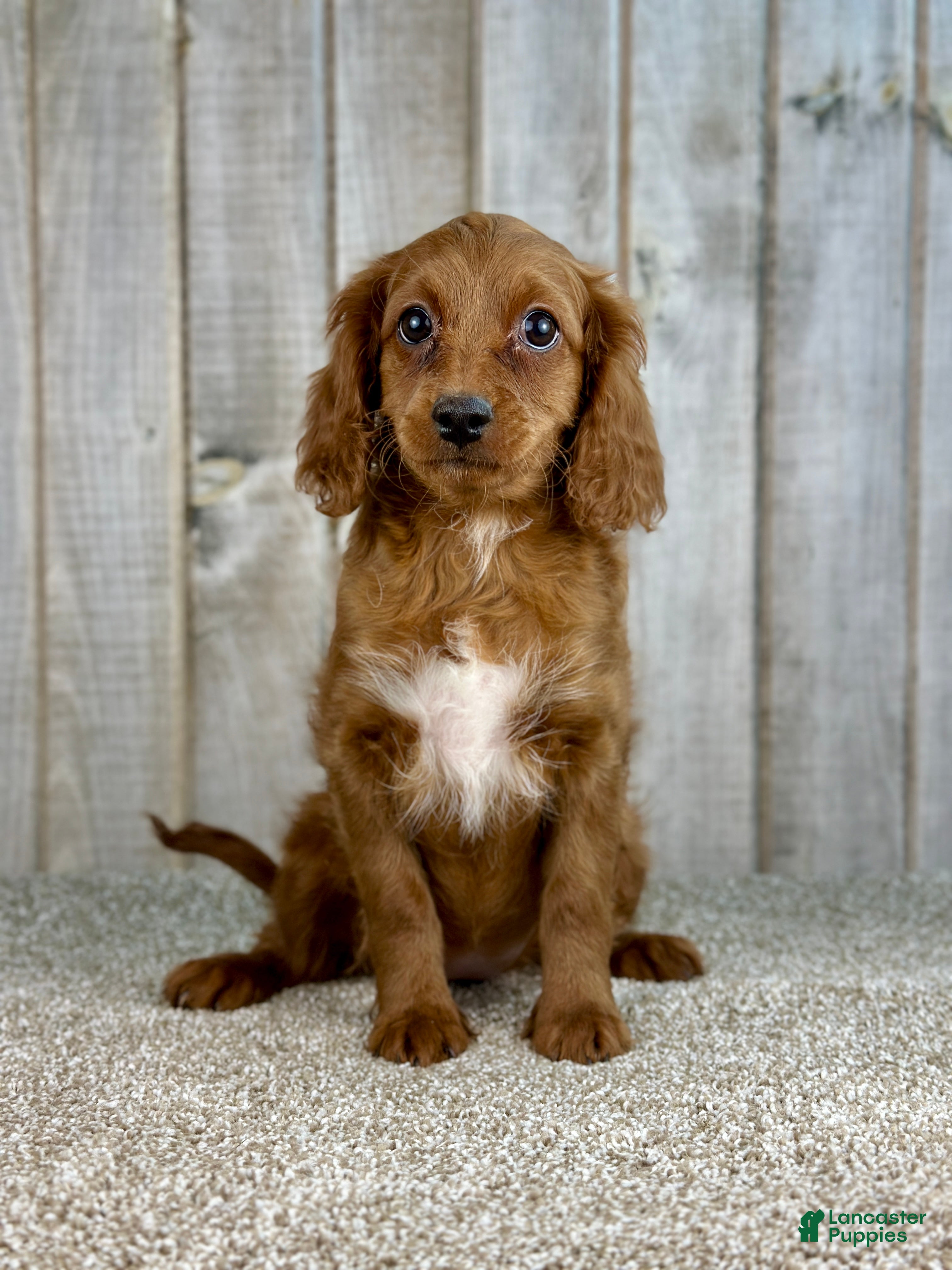 Cavapoo dogs Girl Dakota - 4939 - Ad 20