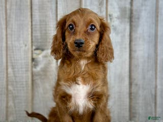 Cavapoo dogs Girl Dakota - 4939 - Ad 31