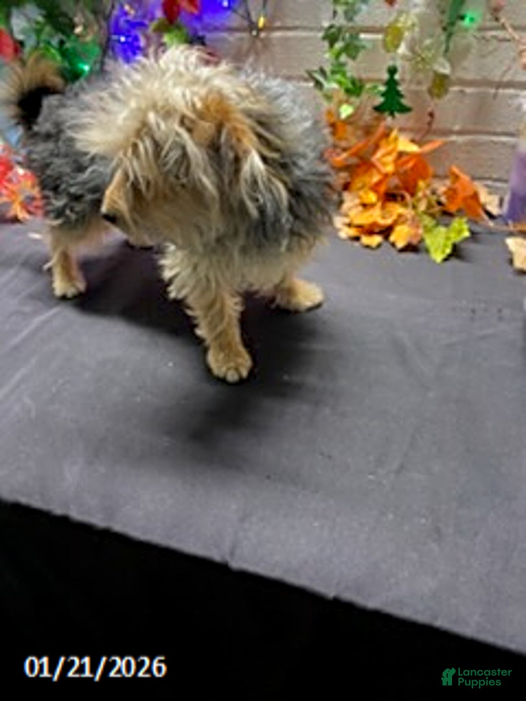 Yochon dogs for sale: Sean - Ad 13