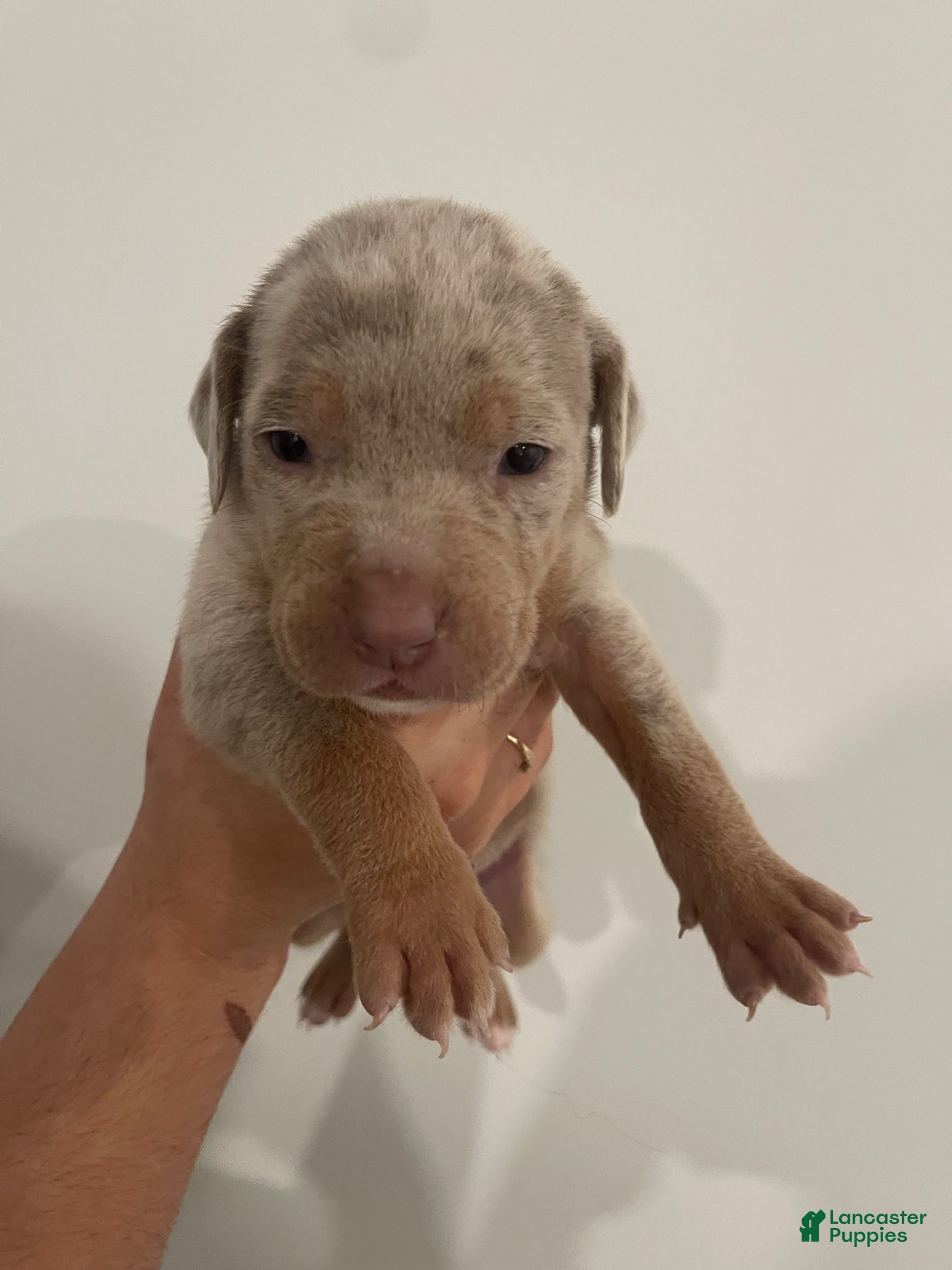 American Bully dogs Titus - Ad 42