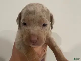 American Bully dogs Titus - Ad 42