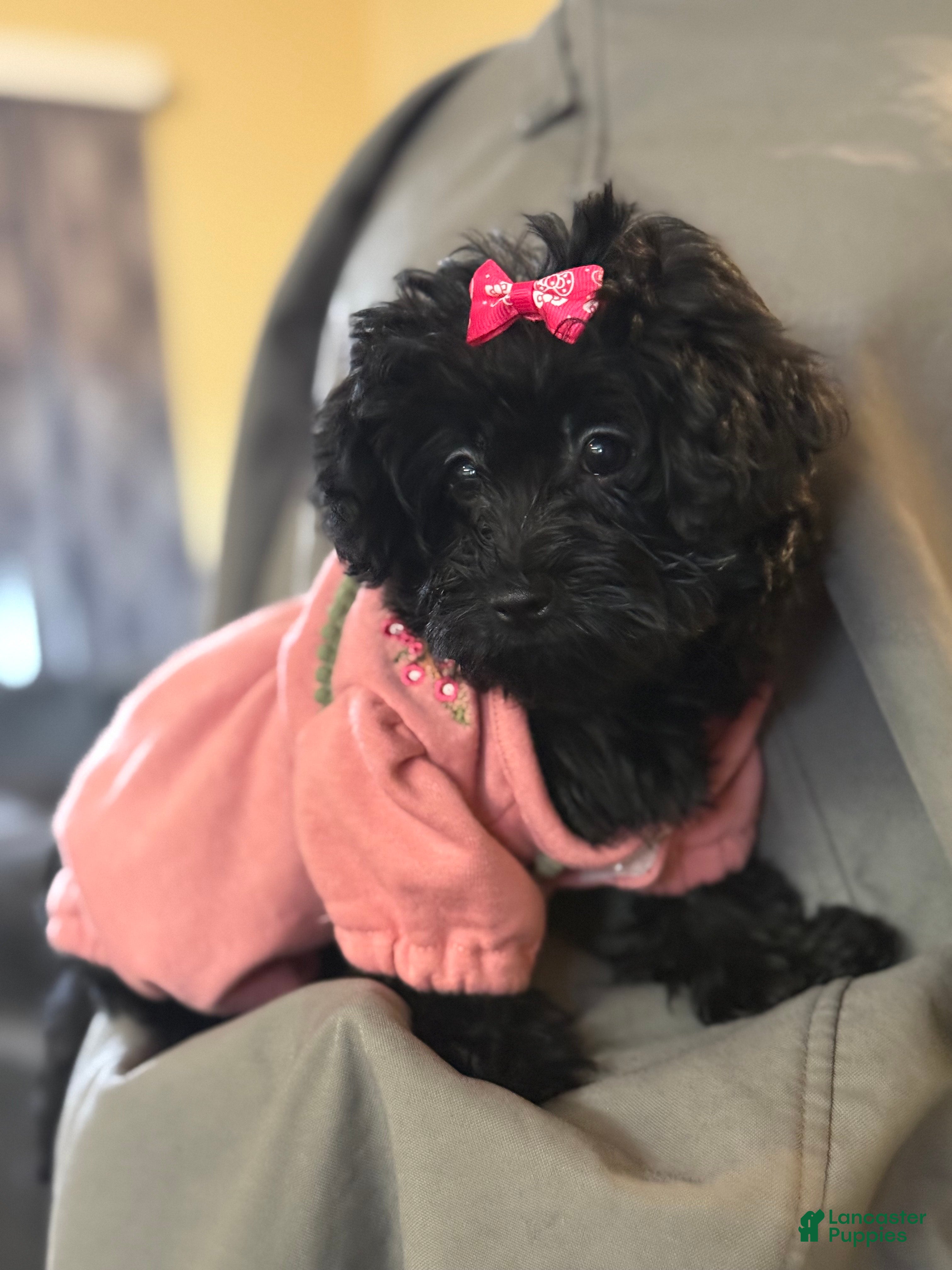 Yorkiepoo dogs Yorkiepoo Puppy 1 - Ad 41
