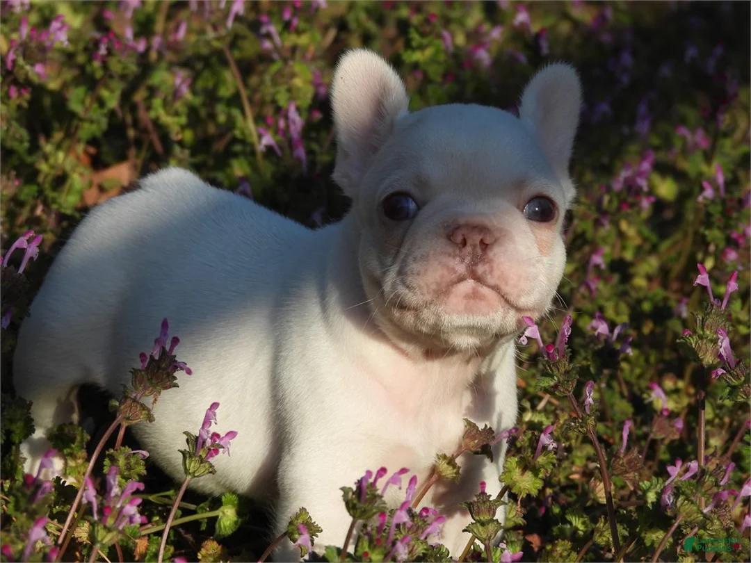 French Bulldog dogs for sale: French Bulldog Puppies near me - Ad 3