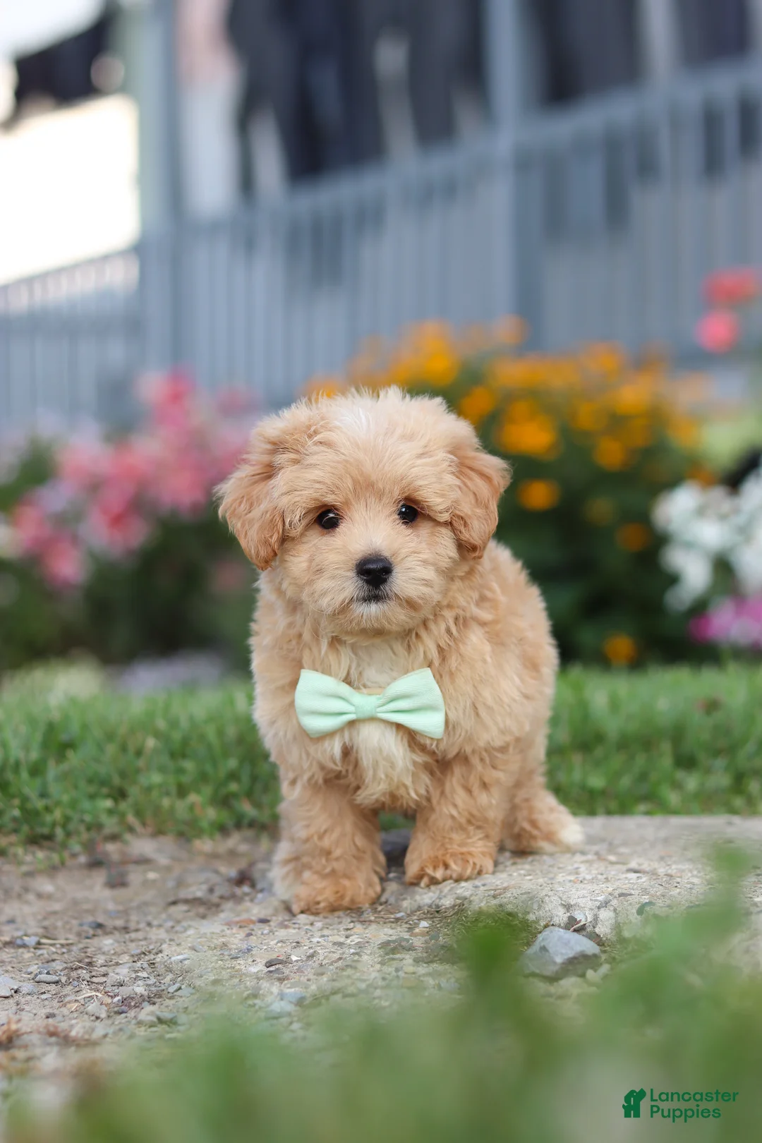 Maltipoo dogs for sale: Sailor - Ad 15