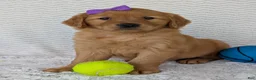 Golden Retriever dogs for sale: Miss Goldie  - Ad 8