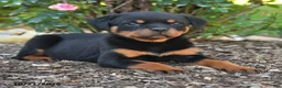 Rottweiler dogs for sale: Stella - Ad 4