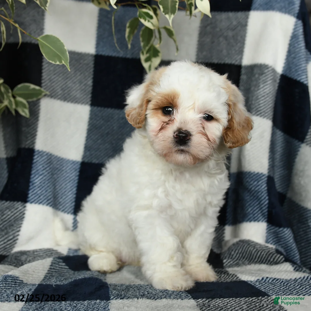 Mixed Breed dogs for sale: Daisy - Ad 5
