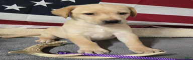 Purple Collar