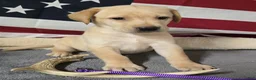 Labrador Retriever dogs for sale: Purple Collar - Ad 1