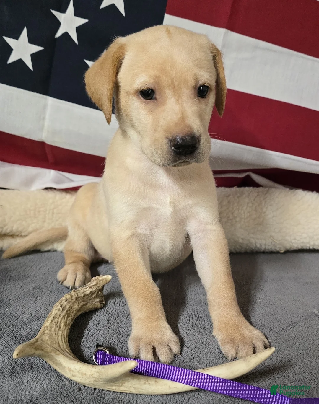 Labrador Retriever dogs for sale: Purple Collar - Ad 1