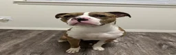 Mixed Breed dogs for sale: Mixed Breed 1 - Ad 4