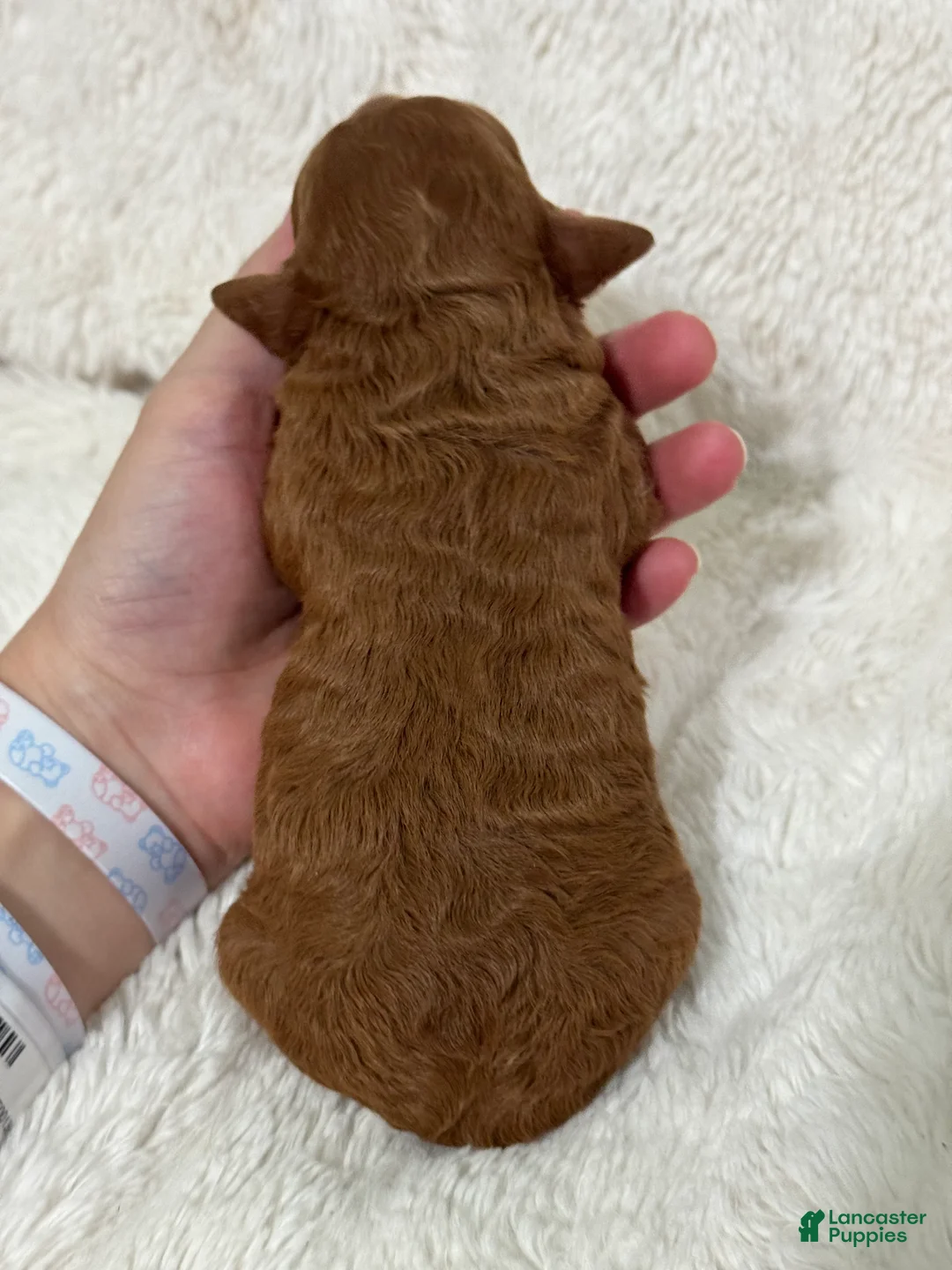 Cavapoo dogs for sale: Sunny - Ad 2