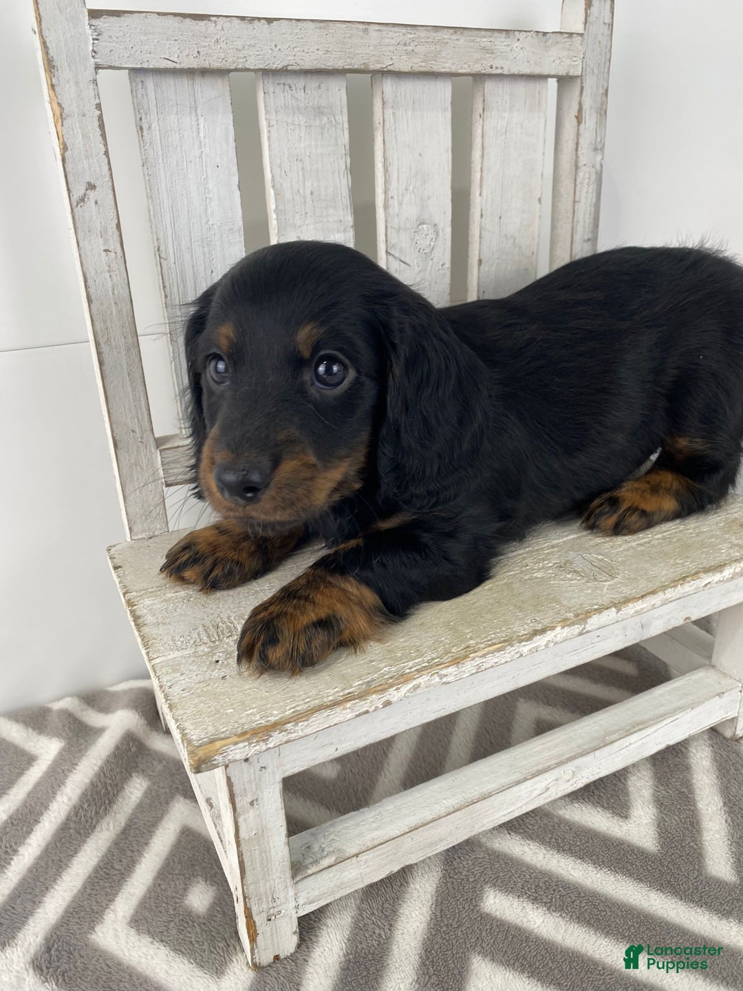 Miniature Dachshund dogs for sale: Daisy - Ad 11