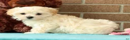 Maltipoo dogs for sale: Mia - Ad 6