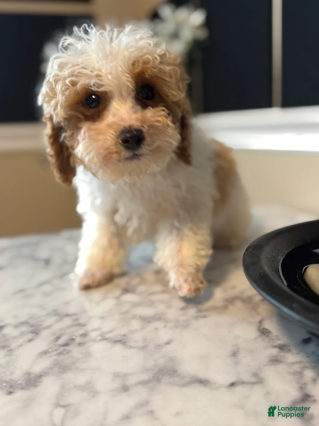 Toy Poodle dogs for sale: Macci - Ad 2