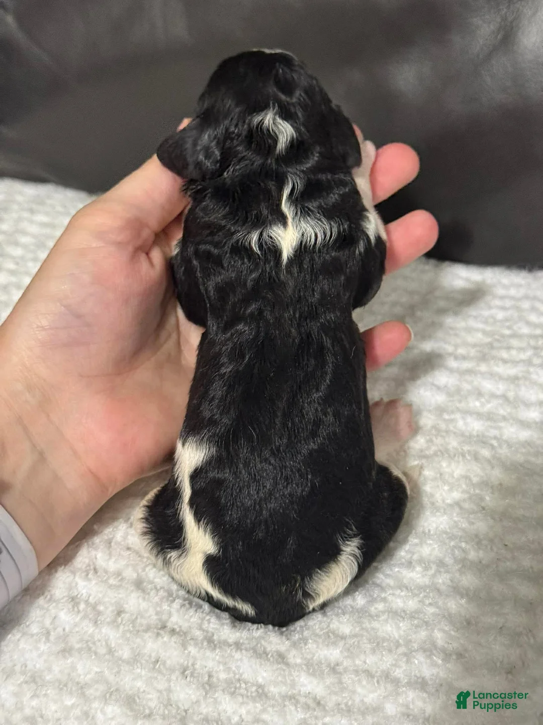 Cavapoo dogs for sale: Maggie - Ad 6