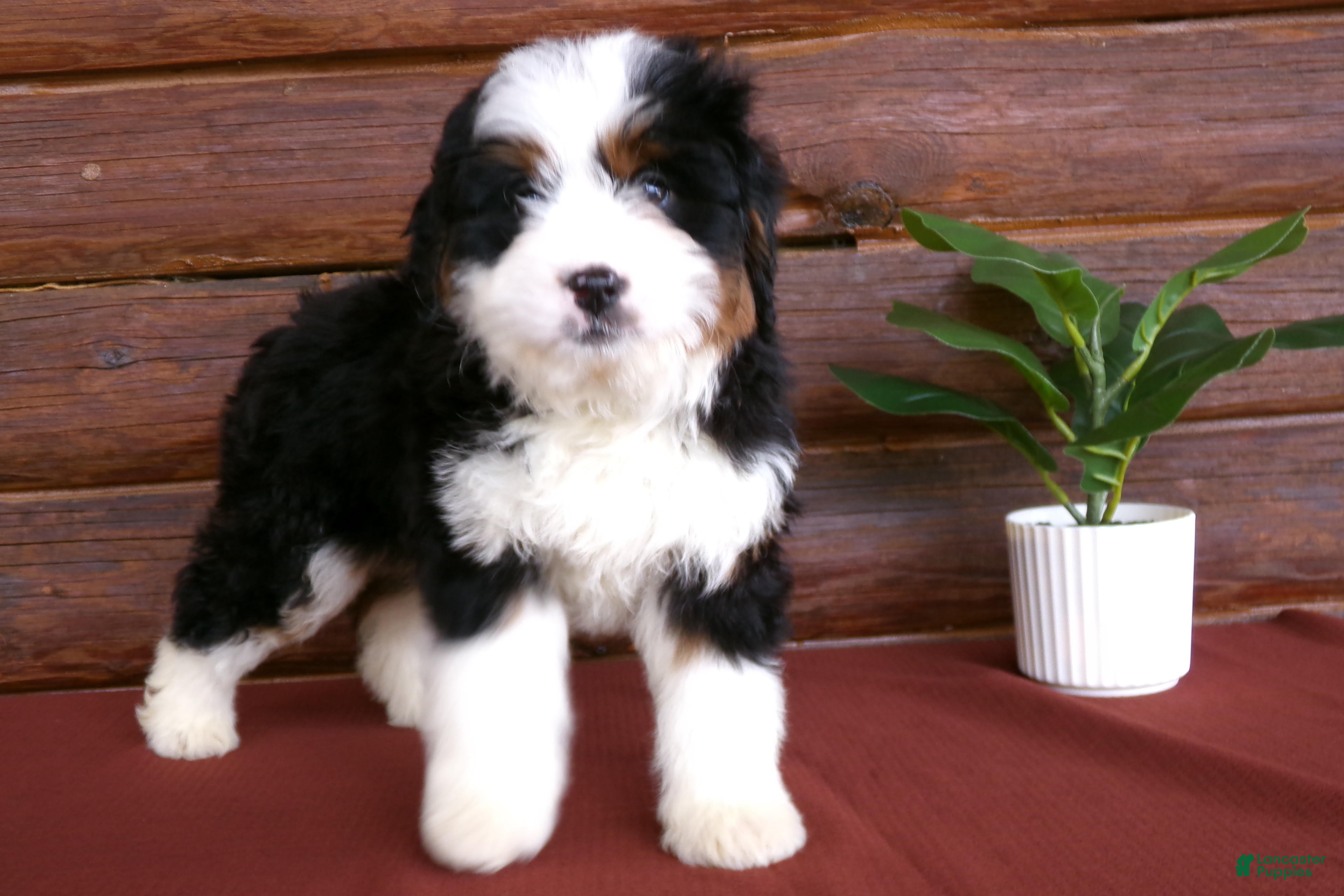 Mini Bernedoodle dogs Avery - Ad 2