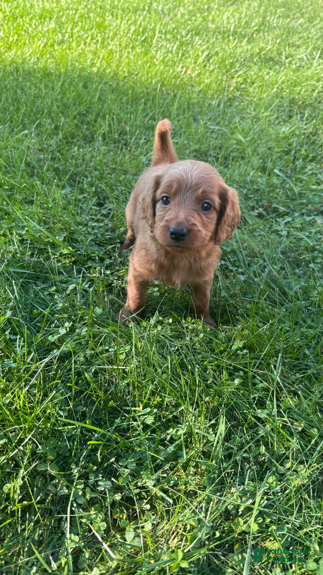 Mini Goldendoodle dogs for sale: Pink - Ad 1