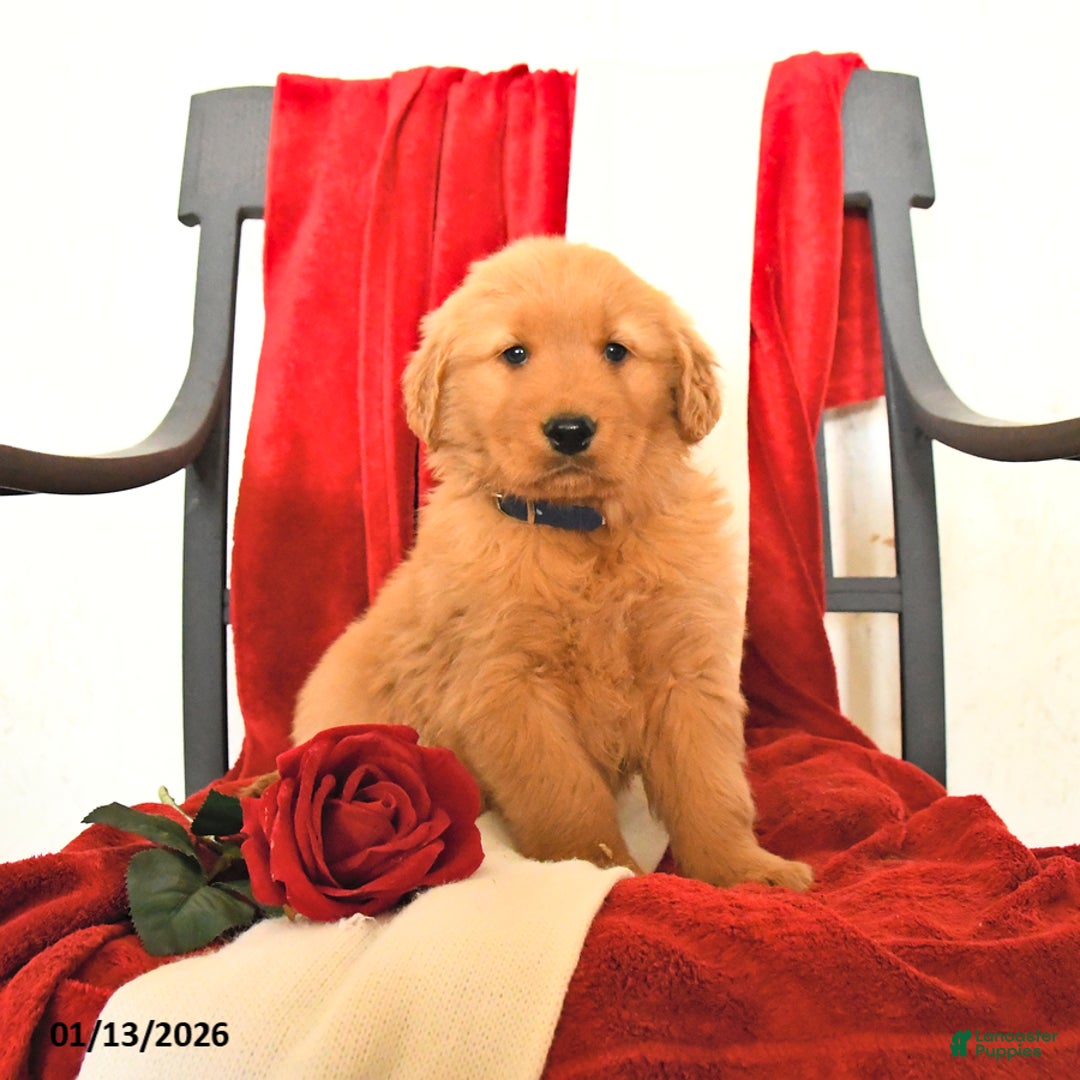 Golden Retriever dogs for sale: Jeff - Ad 4