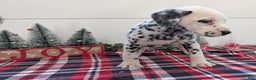 Dalmatian dogs for sale: Maggie - Ad 5