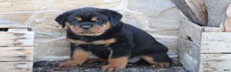 Rottweiler dogs for sale: Hazel - Ad 3
