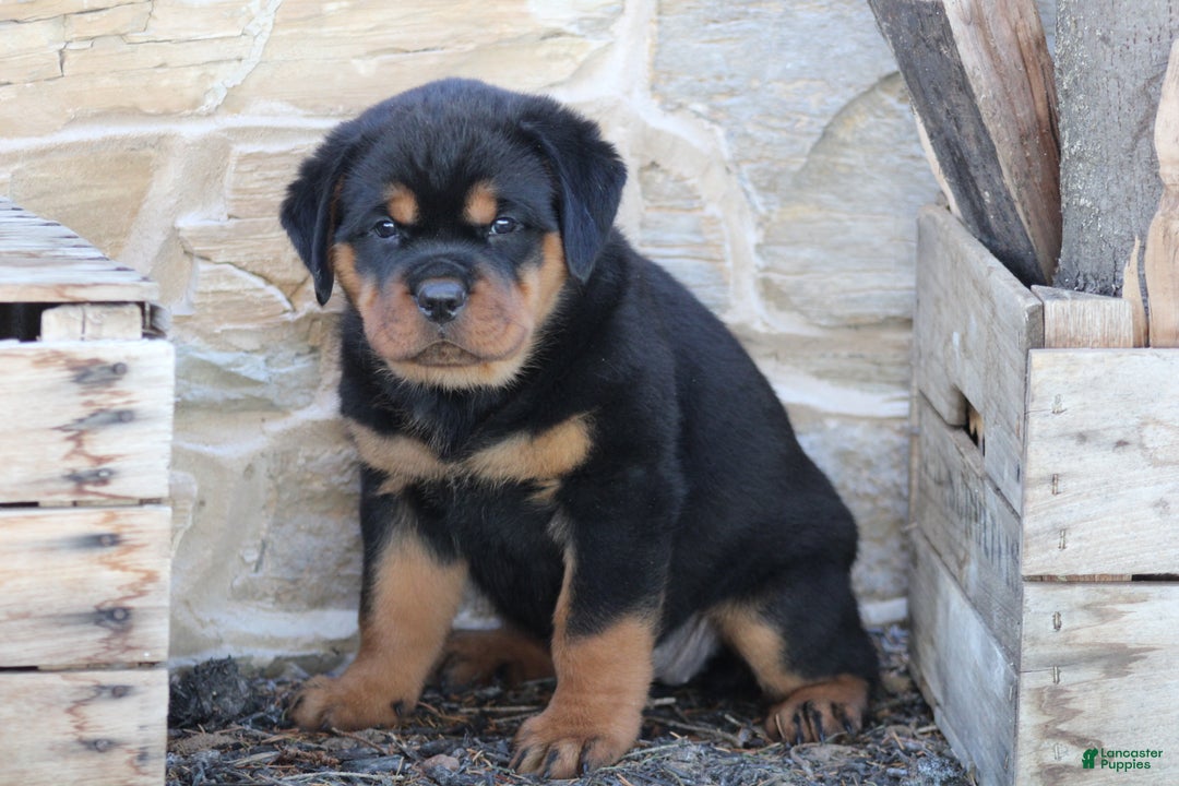 Rottweiler dogs for sale: Hazel - Ad 3