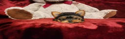 Yorkshire Terrier dogs for sale: POPPY - Ad 7