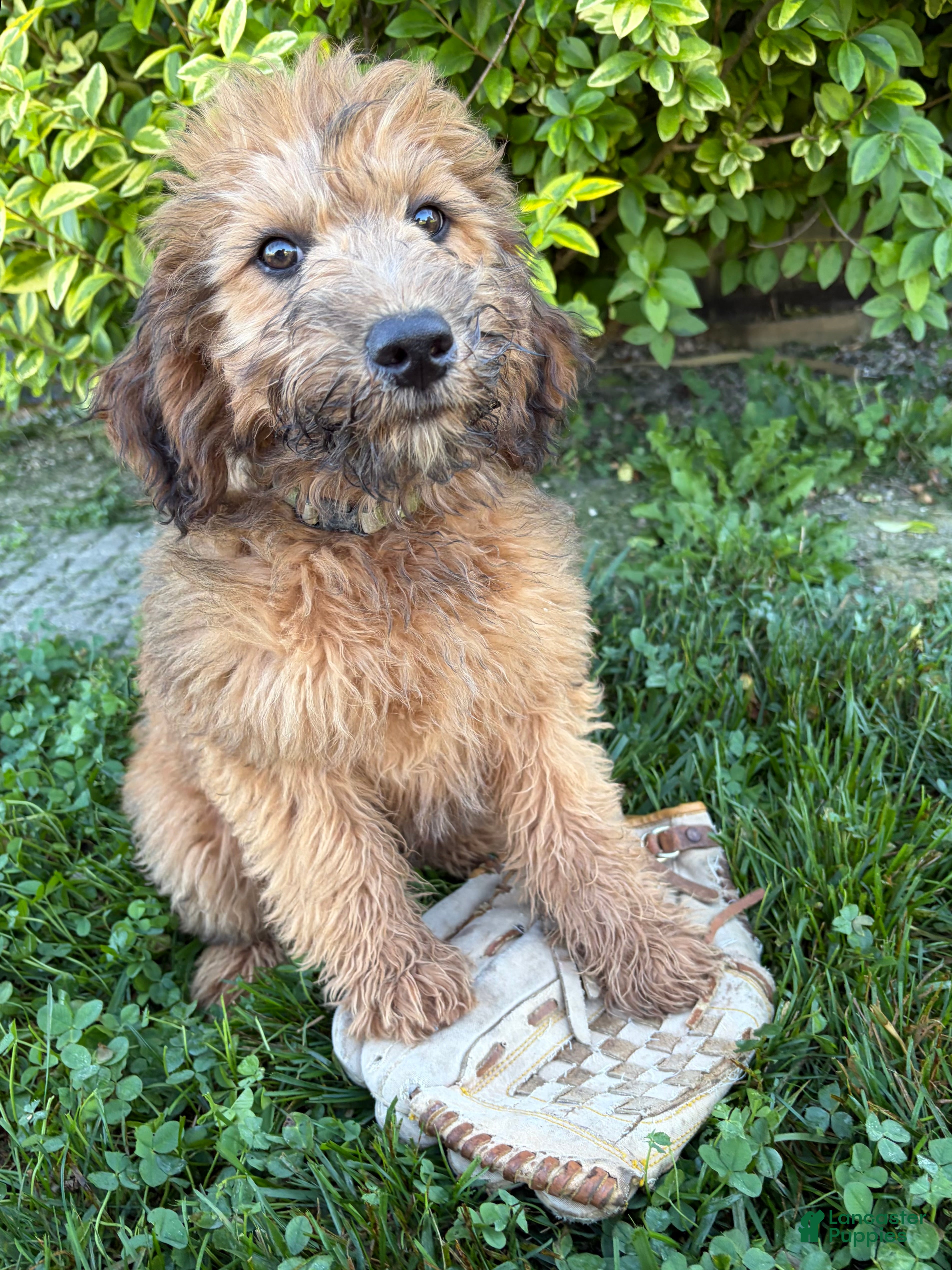 Whoodle dogs Huxley - Ad 2