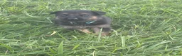German Shepherd dogs for sale: Blue Collar - Ad 3