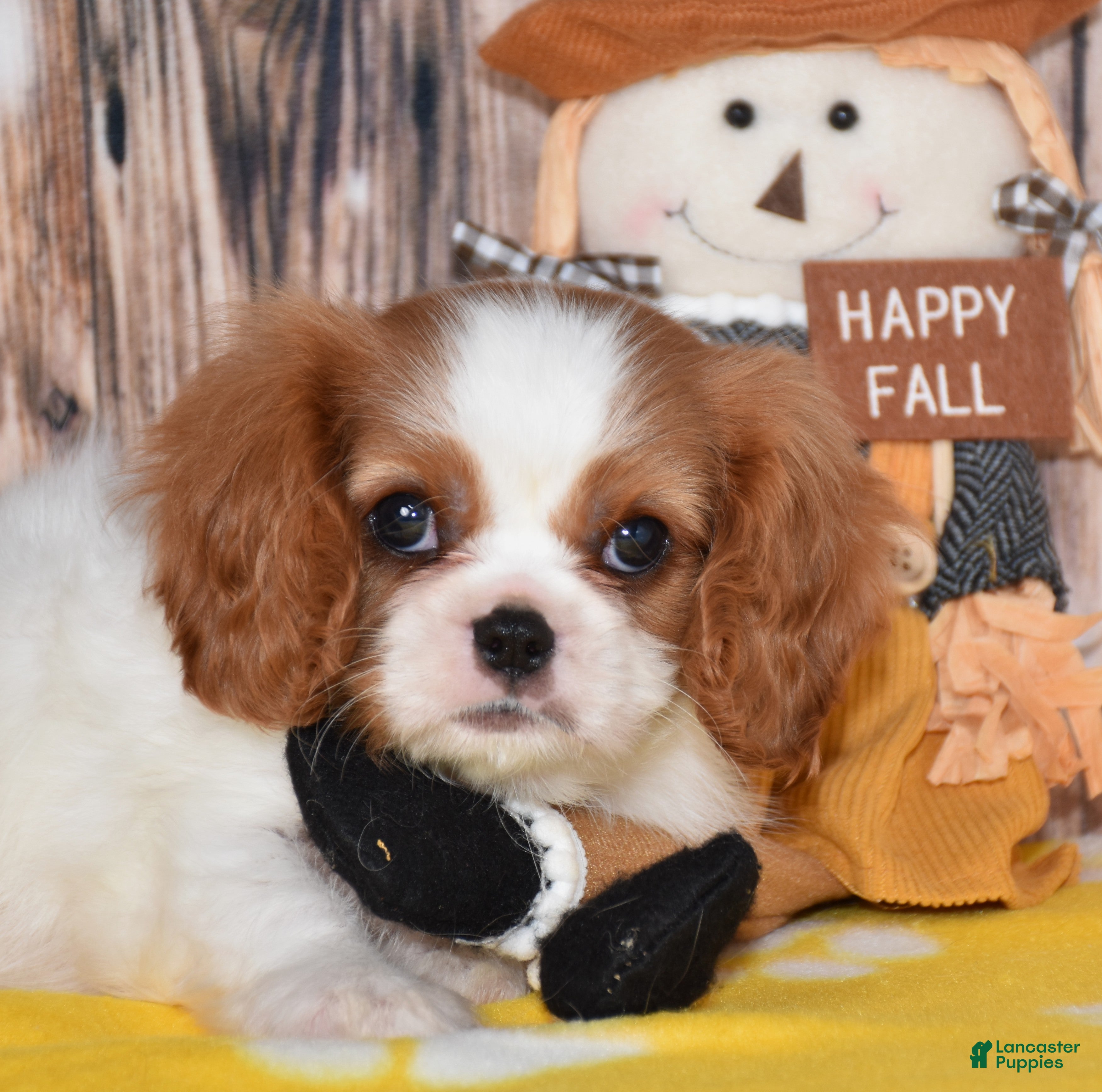 Cavalier King Charles Spaniel dogs for sale: Gunner - Ad 2