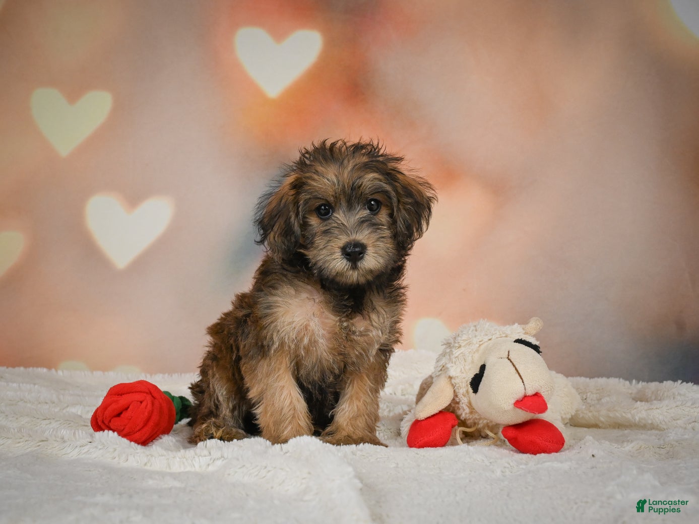 Yorkiepoo dogs Buttercup - Ad 1