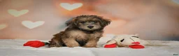 Yorkiepoo dogs for sale: Buttercup - Ad 1