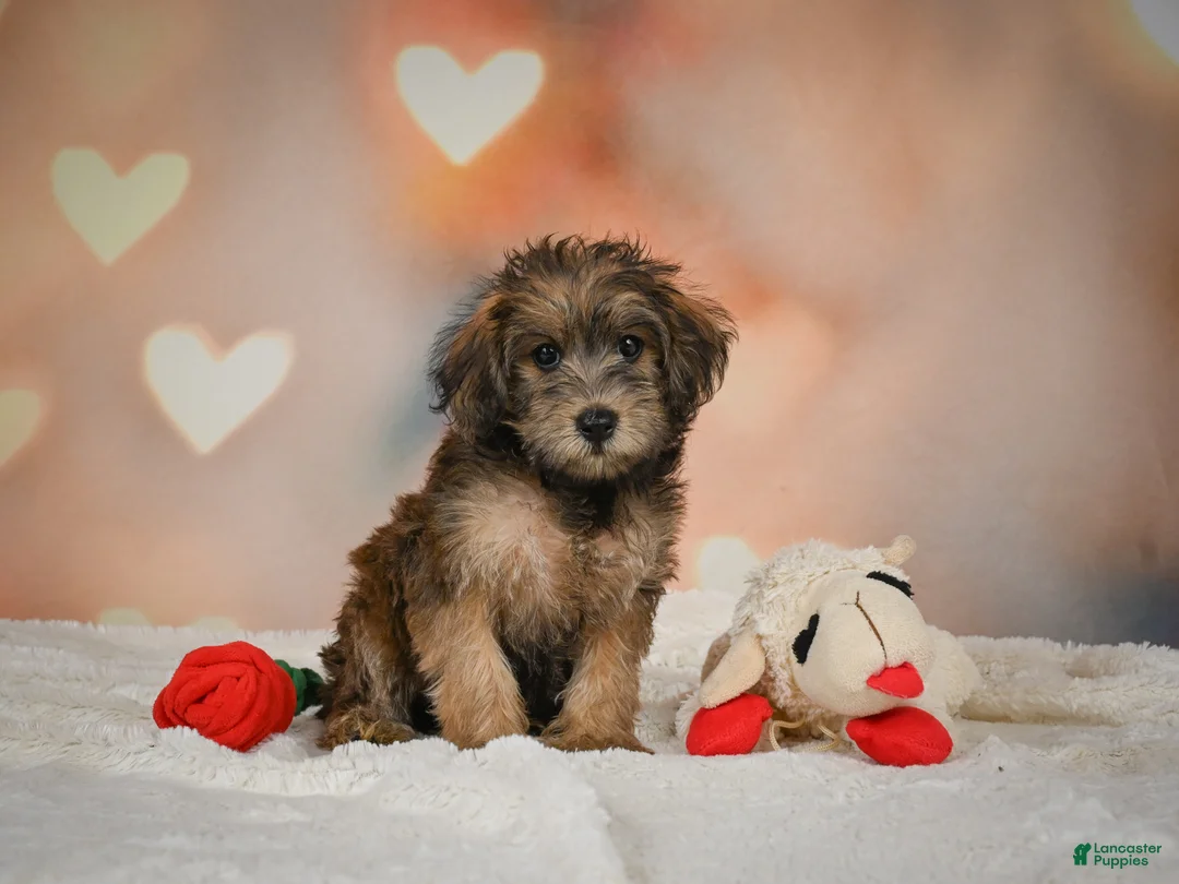 Yorkiepoo dogs for sale: Buttercup - Ad 1